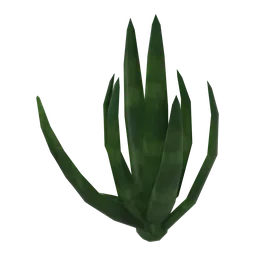 Aloe Pup