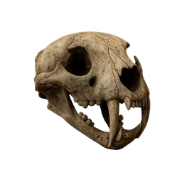 Skull