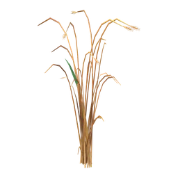Barley