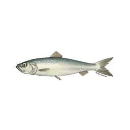 Herring