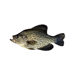 Black Crappie