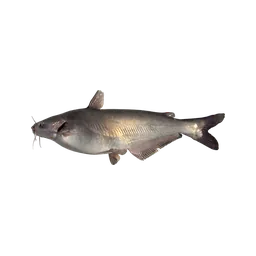 Blue Catfish