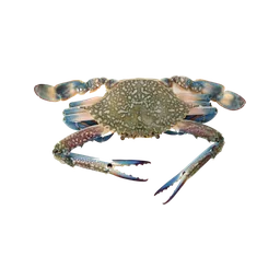 Blue Crab