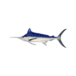 Blue Marlin