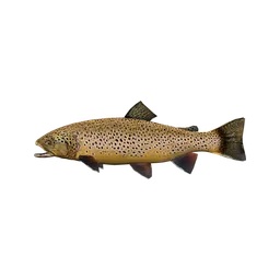 Brown Trout