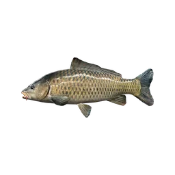Common Carp