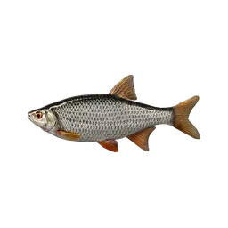 Common Roach