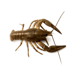 Freshwater Shrimp
