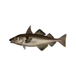 Haddock