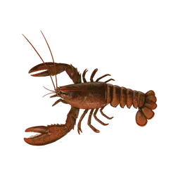 Lobster