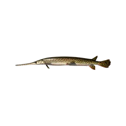 Longnose Gar