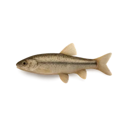 Minnow