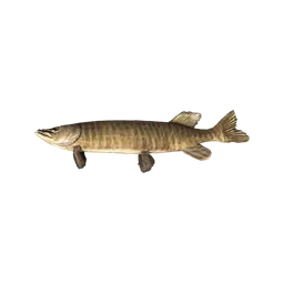 Muskellunge