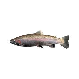 Rainbow Trout