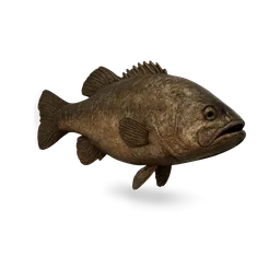 Raw Fish