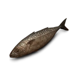 Raw Mackerel