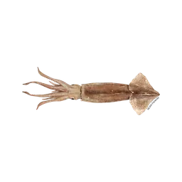 Squid