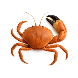 Stone Crab