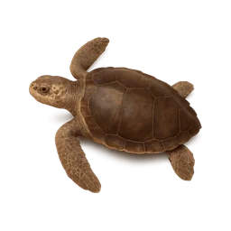Sea Turtle