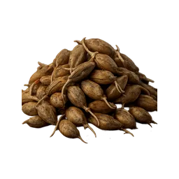 Sprouted Barley