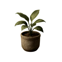 Potted Plant