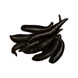 Leeches