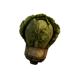 Lettuce