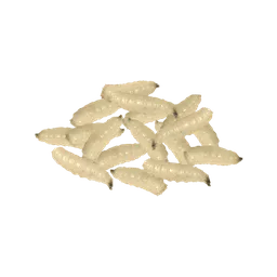 Maggots