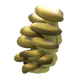 Oyster Mushrooms