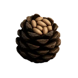 Pine Nuts