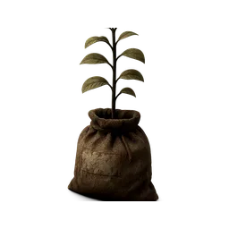 Apple Sapling