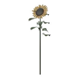 Sunflower Head